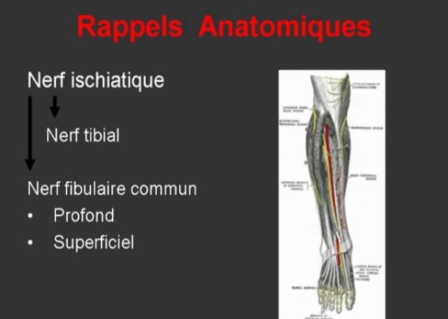 Nerf fibulaire commun