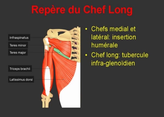 Insertion proximale du chef long du triceps brachial