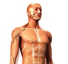 Biomécanique humaine et troubles musculo-squelettiques