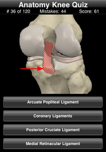 Anatomy Knee Quiz