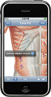 Netter’s Musculo-Skeletal Flash Cards