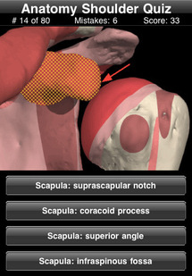 Anatomy Shoulder Quiz