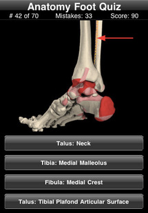 Anatomy foot quiz