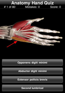 Anatomy Hand Quiz