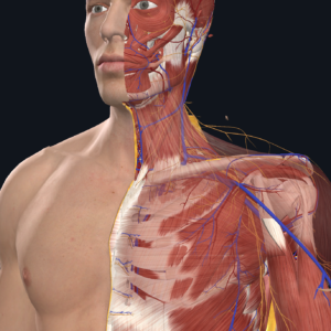 Journées pratiques en échographie musculo-squelettique de l’épaule et du cou – niveau 2