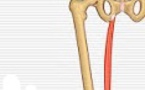 Traumatisme musculaire intrinsèque du gracile