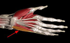 Anatomy Hand Quiz