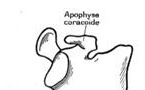 Apophyse coracoïde