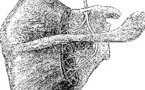 L'épine de l'omoplate