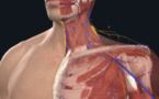 Journées pratiques en échographie musculo-squelettique de l’épaule et du cou – niveau 2