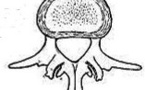 Les processus articulaires postérieurs lombaires