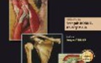Les muscles de l'épaule