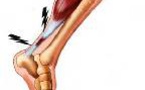 Tendon calcanéen